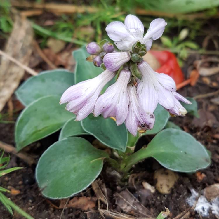 Plant image Hosta 'Blue Mouse Ears'