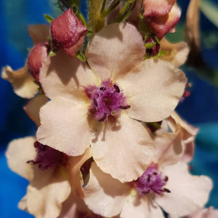 Plant image Verbascum x hybrida 'Southern Charm'