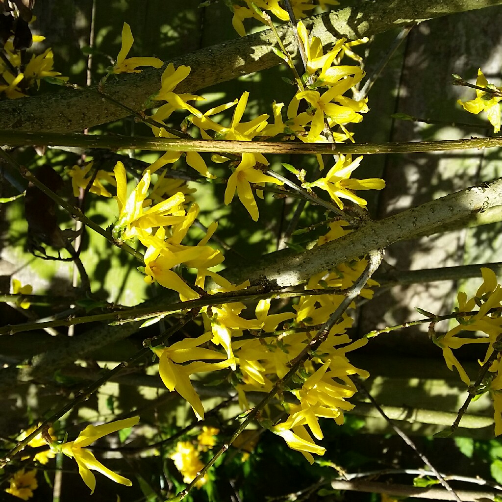 Plant image Forsythia x intermedia 'Spectabilis'