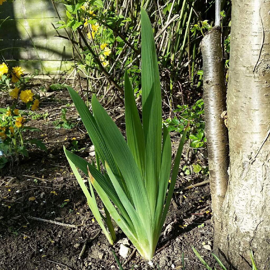 plant image 48064