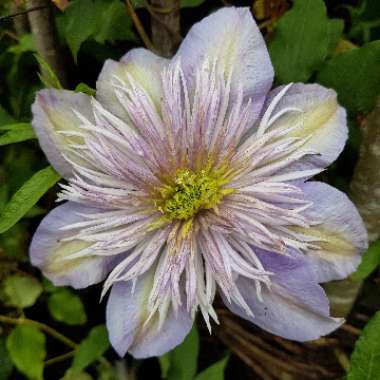 Clematis