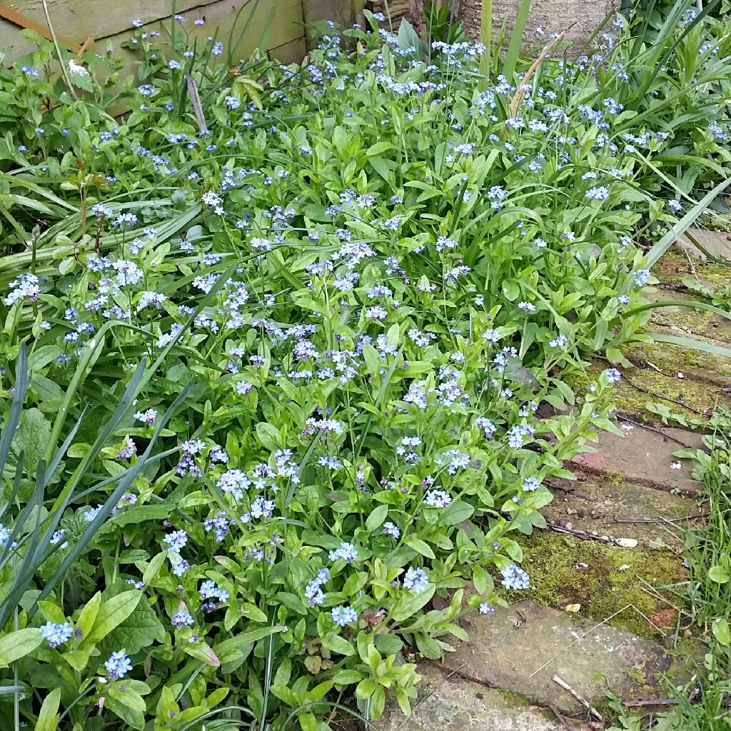 Plant image Myosotis dissitiflora var. oblongata 'Blue Bird'