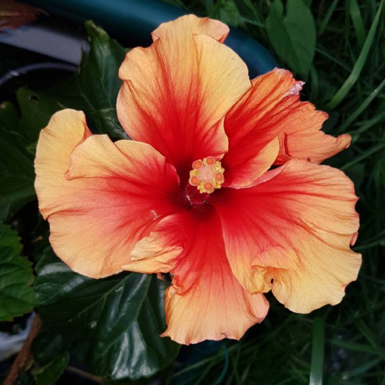 Plant image Hibiscus rosa-sinensis 'Hawaiian Sunset'