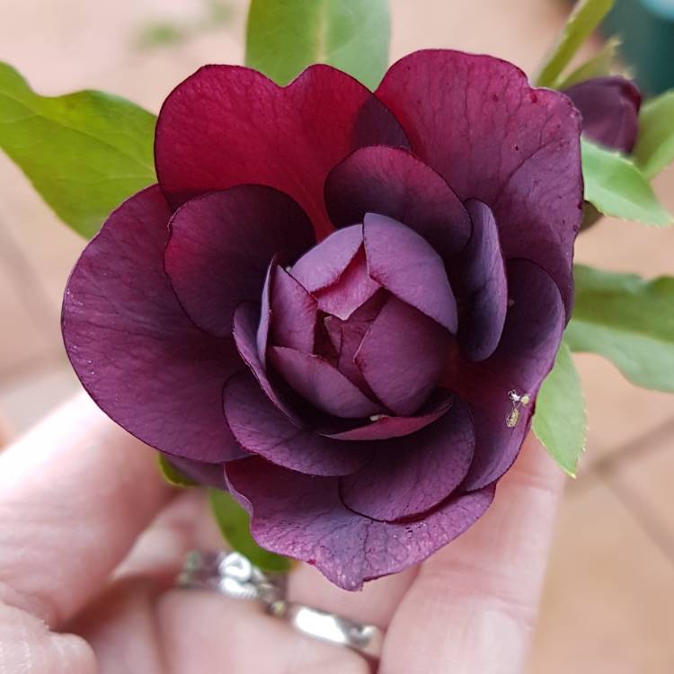 Plant image Helleborus x hybridus 'Double Ellen Purple' (Double Ellen Series)