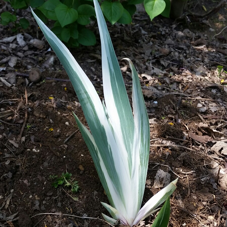 Plant image Iris Pallida 'Albo-variegata' syn. Argentea Variegata'