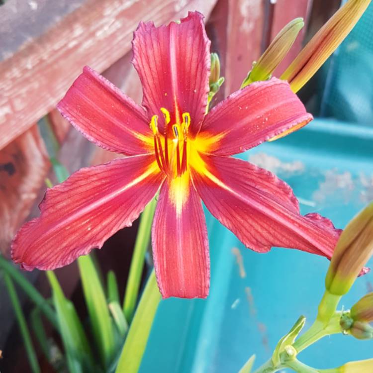 Plant image Hemerocallis 'Autumn Red'