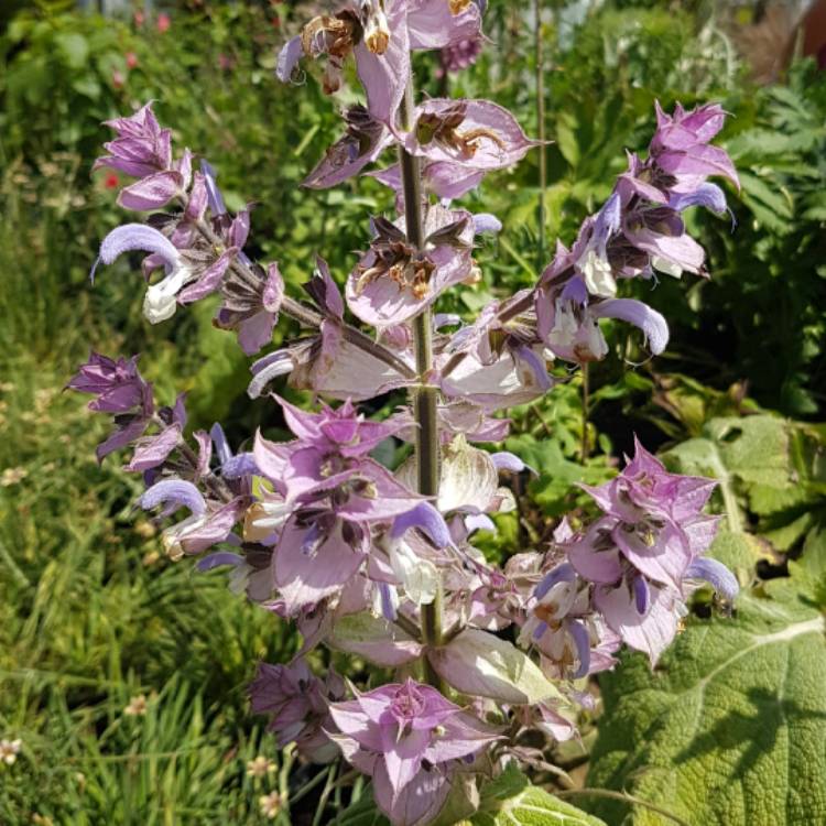 Plant image Salvia sclarea var. turkestaniana syn. Salvia turkestanica, Salvia sclarea 'Turkestanica'