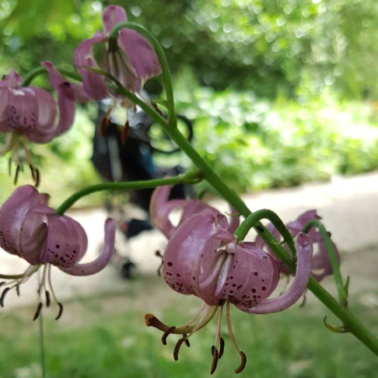 Plant image Lilium martagon