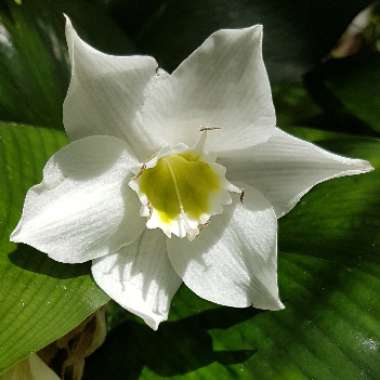 Eucharis amazonica