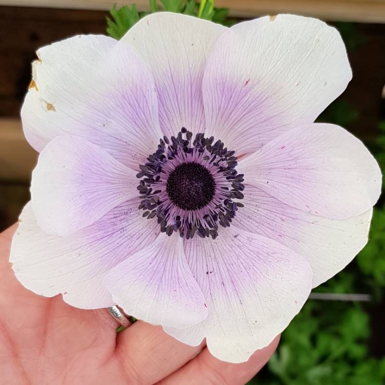 Plant image Anemone coronaria De Caen 'HarmonyPearl'