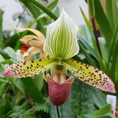 Paphiopedilum