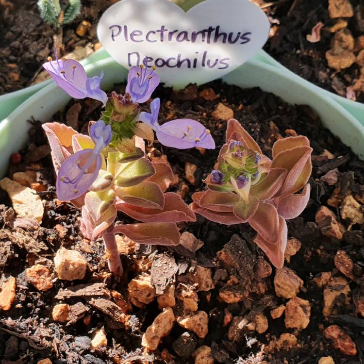 Plant image Coleus neochilus 'Mike's Fuzzy Wuzzy' syn. Plectranthus neochilus 'Mike's Fuzzy Wuzzy'