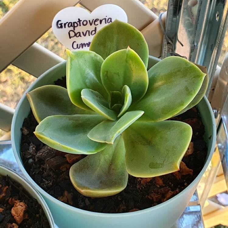 Plant image xGraptoveria David Cumming