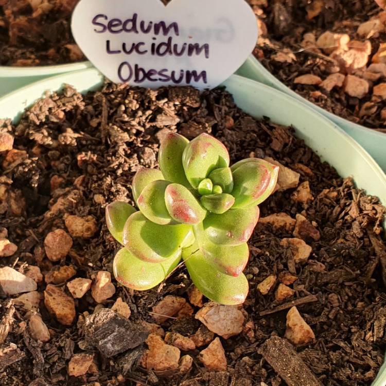 Plant image Sedum Lucidum