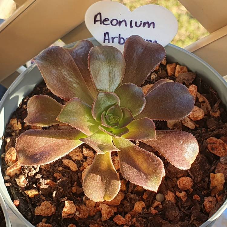 Plant image Aeonium Arboreum Green Rose