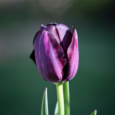 Tulip 'Queen Of Night' (Single Late)