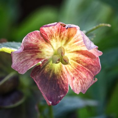 Hellebore