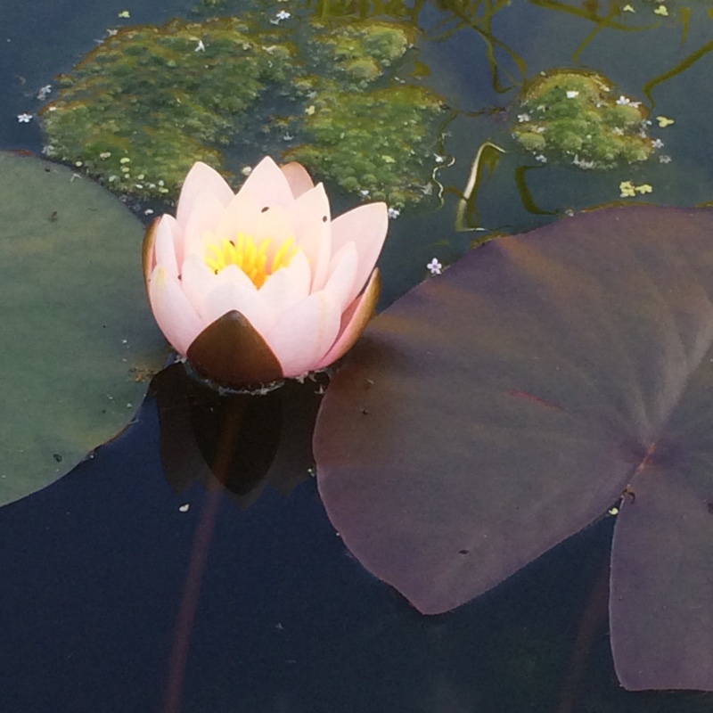 Plant image Nymphaea 'Attraction'