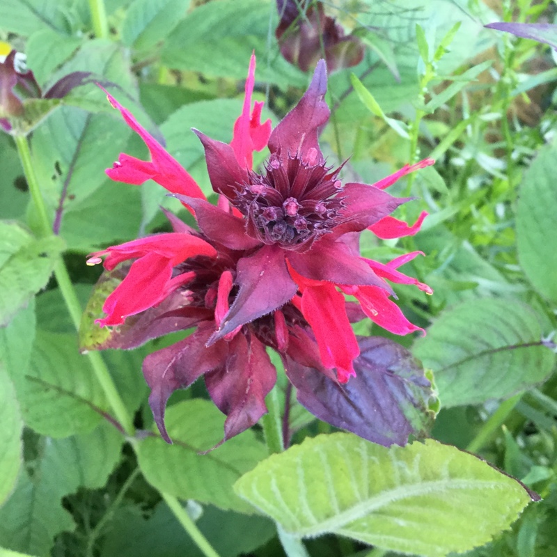 Plant image Monarda Didyma 'Purple Rooster'