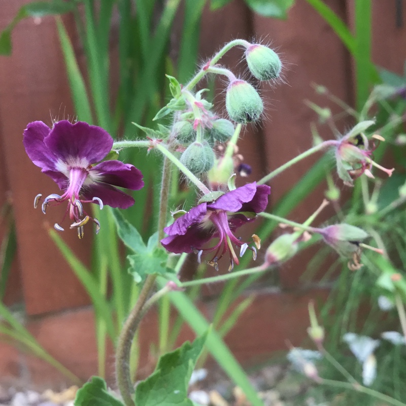 Plant image Geranium phaeum 'Raven'