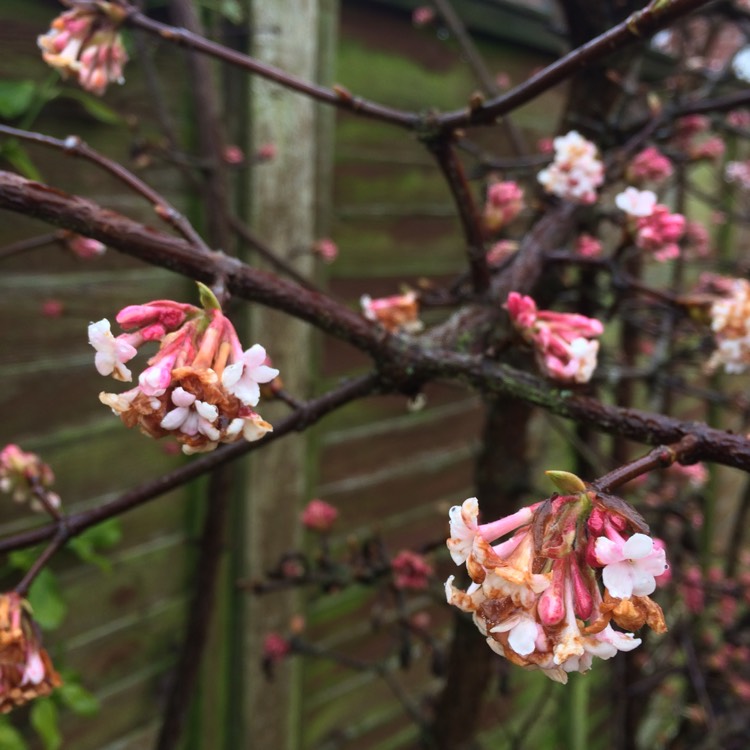 Plant image Viburnum x bodnantense