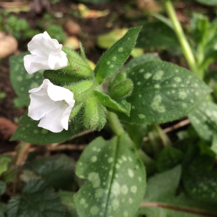 Plant image Pulmonaria officinalis 'Sissinghurst White'