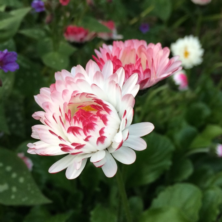 Plant image Bellis perennis 'Goliath Mixed'