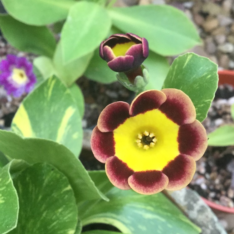 Plant image Primula auricula 'Piers Telford'