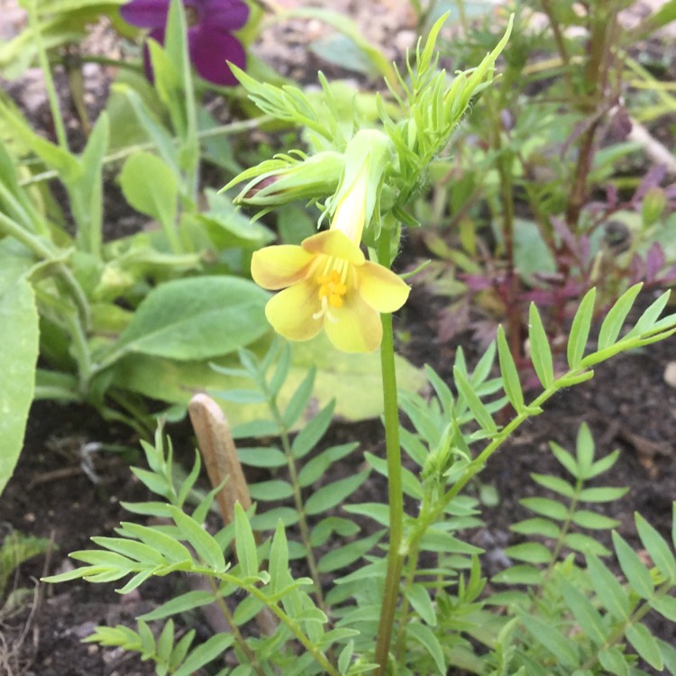 Plant image Polemonium pauciflorum