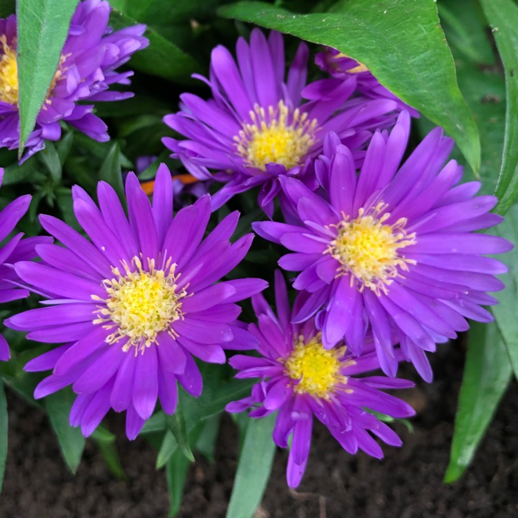 Plant image Aster novi-belgii 'Samoa'