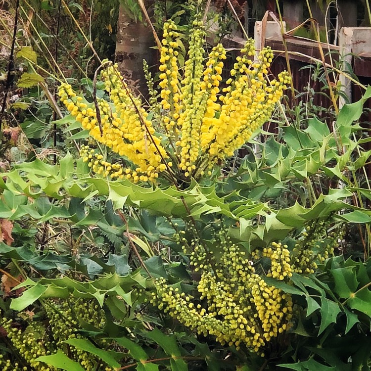 Plant image Mahonia x media 'Winter Sun' syn.Mahonia x wagneri 'Winter Sun'