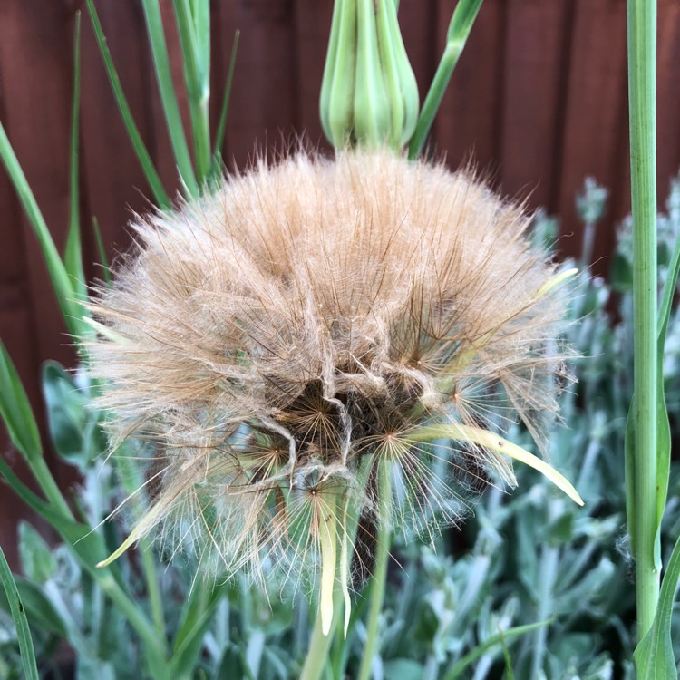 Plant image Tragopogon porrifolius