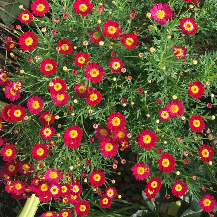 Argyranthemum 'Aramis Fire', Marguerite Daisy 'Aramis Fire' - uploaded ...