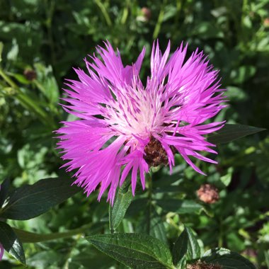 Perennial Cornflower 'Amethyst Dream'