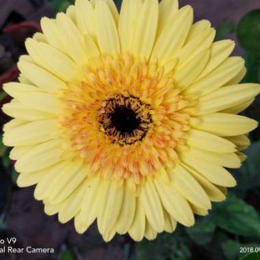 Calendula 'officinalis'