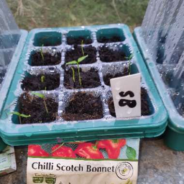 Chilli Pepper 'Scotch Bonnet'