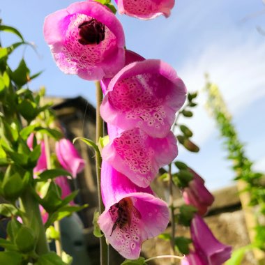 Foxglove