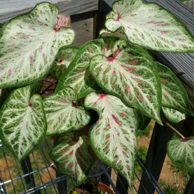 Elephant Ear 'Pink Cloud'