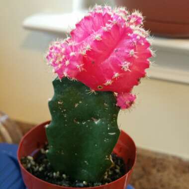 Moon Cactus (Graft)