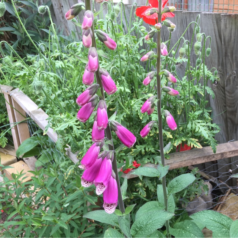 Foxglove