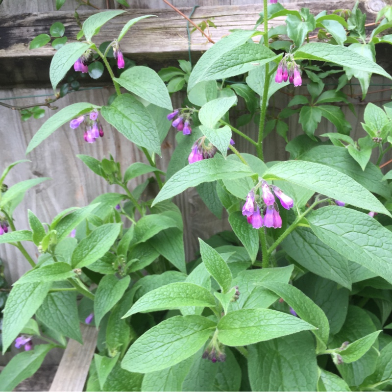 Comfrey