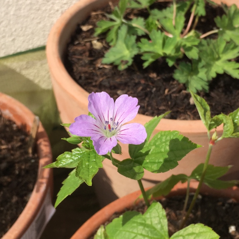 Plant image Geranium nodosum