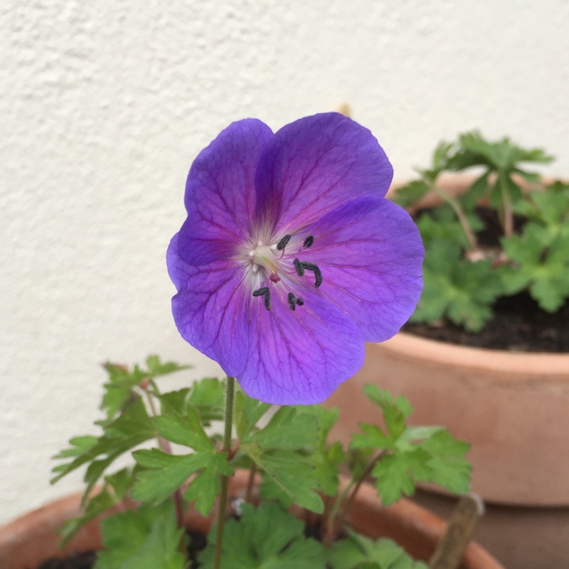 Plant image Geranium himalayense 'Gravetye'