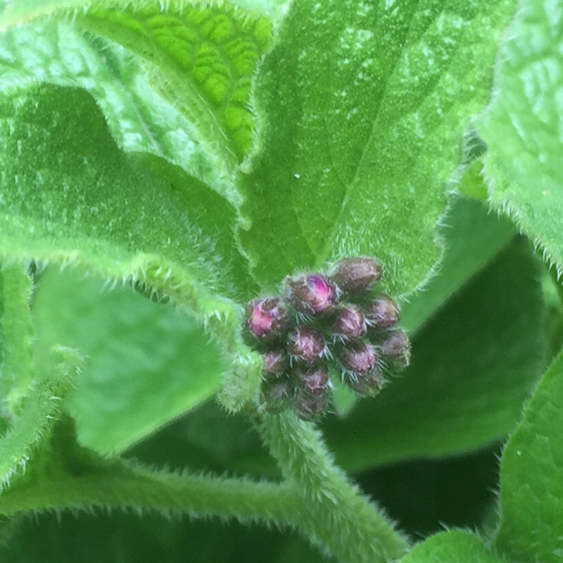 Comfrey