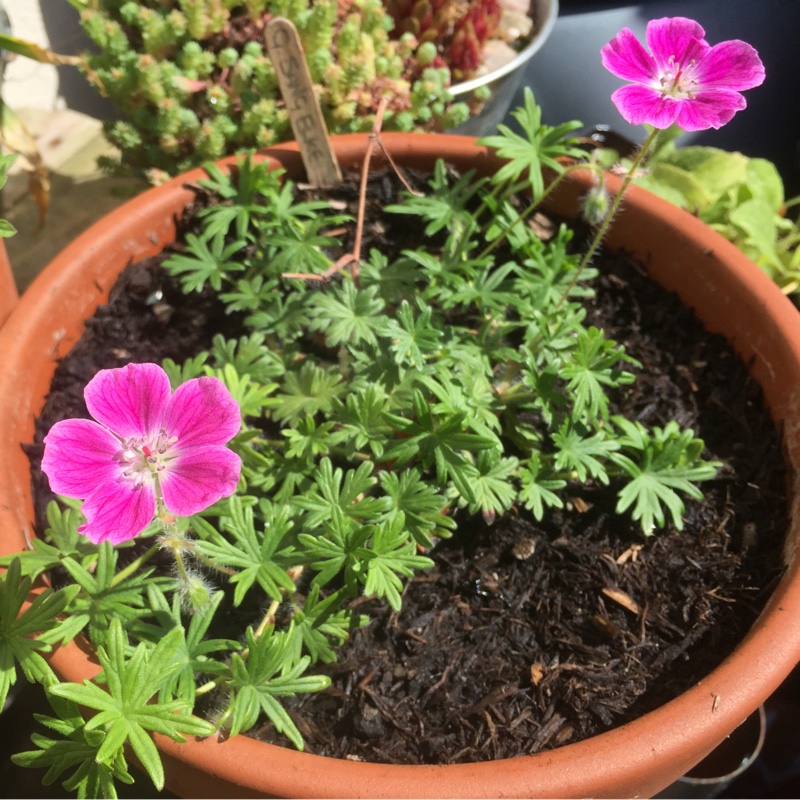 Geranium 'Sange Elke'