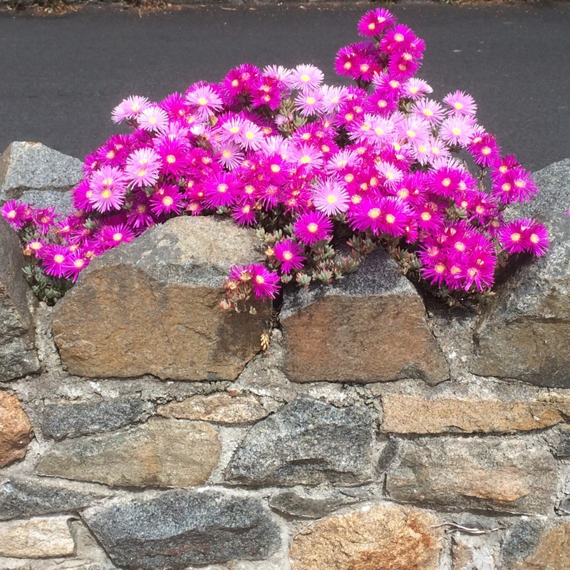 Ice Plant