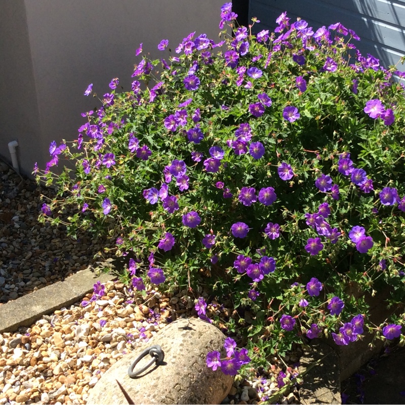 Himalayan Cranesbill