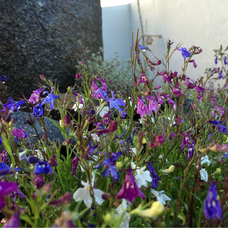 Trailing Lobelia