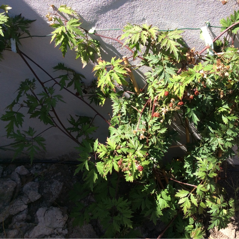 Plant image Rubus fruticosus 'Oregon Thornless'