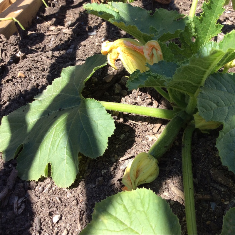 Courgette 'All Green Bush'